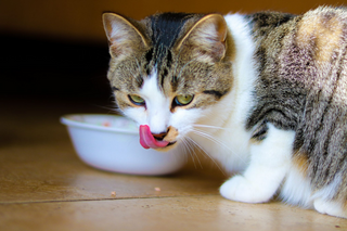 Barfen bei Katzen: Natürliche Ernährung oder Risiko?