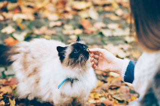 Gesunde Leckerlis für Katzen: Ein umfassender Leitfaden