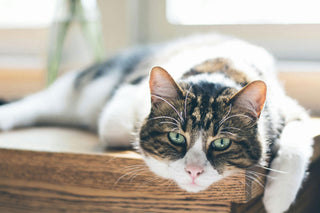 Ursachen und Symptome von Arthrose bei Katzen: Ein tieferer Einblick