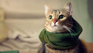 Erkältung bei Katzen: Wie du sie erkennst und helfen kannst