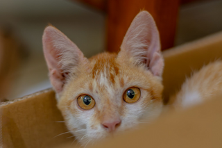 Gefundene Katze: Schritte zum richtigen Umgang und zur Hilfe