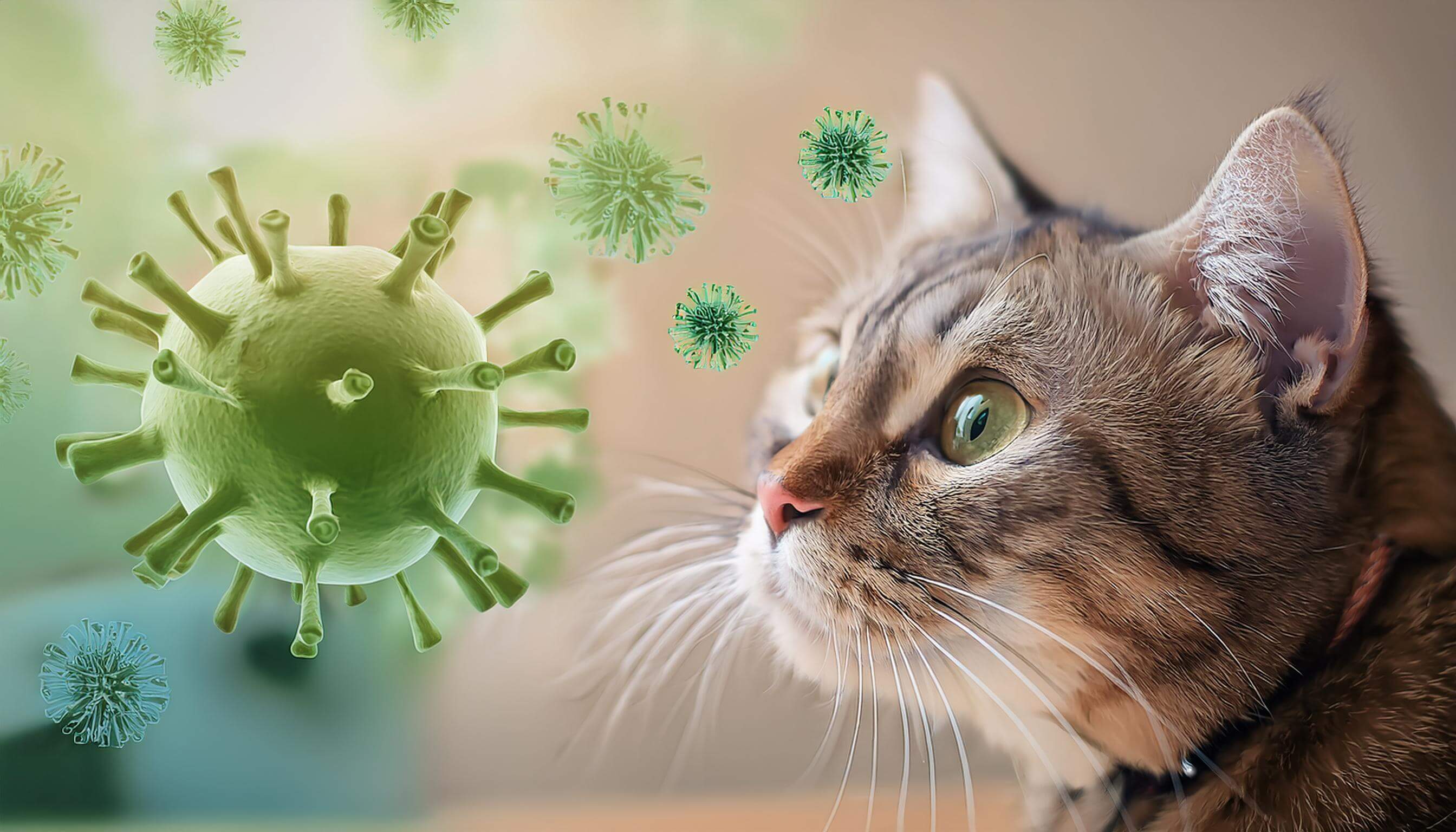 Wunderschne Immunsystem Katze Strken Fotos