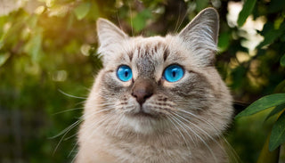 Katzen mit blauen Augen: Geheimnisvolle Schönheiten