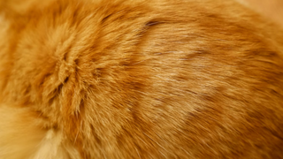 Würmer und Bandwürmer bei Katzen: Schütze Deinen Vierbeiner vor diesen unangenehmen Plagegeistern