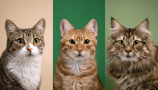 Körpersprache von Katzen erklärt: Was uns ihre Haltung verrät