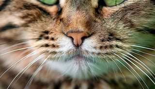 Die faszinierende Welt der Schnurrhaare: Wie Katzen ihre Umgebung ertasten