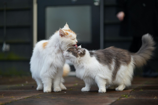 Fremde Katzen harmonisch zusammenführen: Ein Leitfaden für ein friedliches Zusammenleben