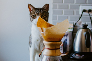 Was ist Katzenkaffee - Kopi Luwak? Einblicke in den exklusivsten Kaffee der Welt