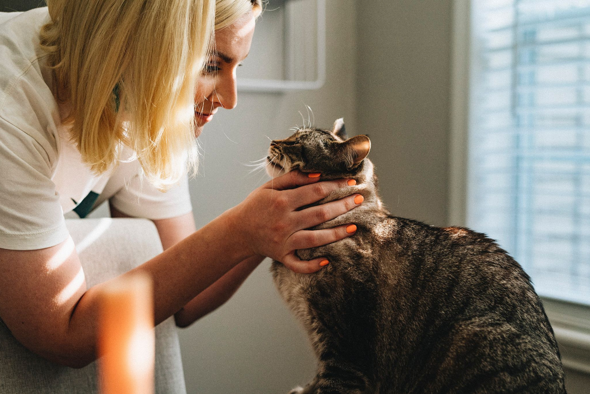 Was kostet eine Kastration/Sterilisation bei Katzen? Ein wichtiger Asp HeyFeli