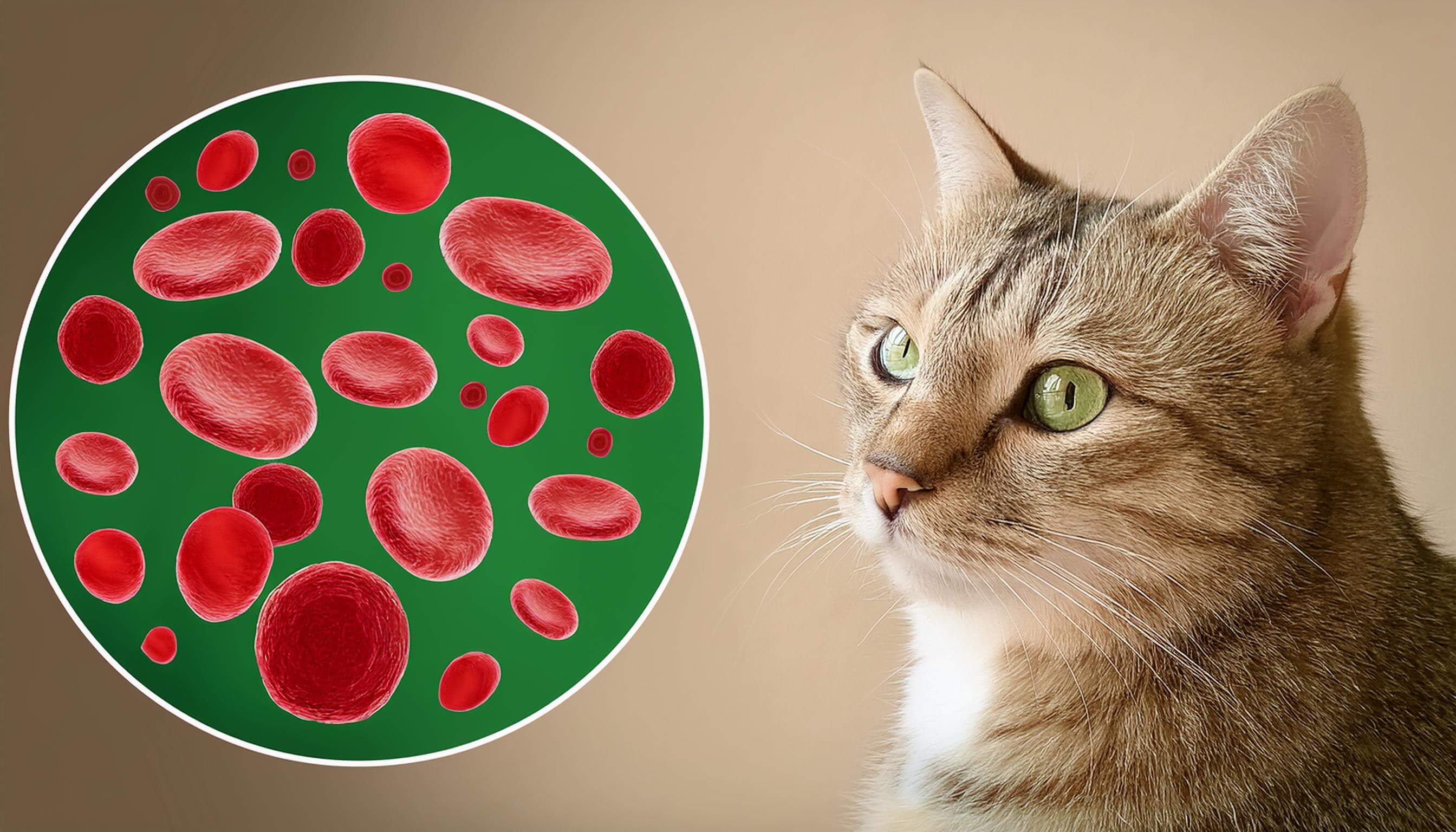 Was Ist Leukose Bei Katzen heyfeli.de