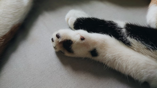 Polydaktylie bei Katzen: Wenn Samtpfoten mit Extra-Zehen das Herz berühren!