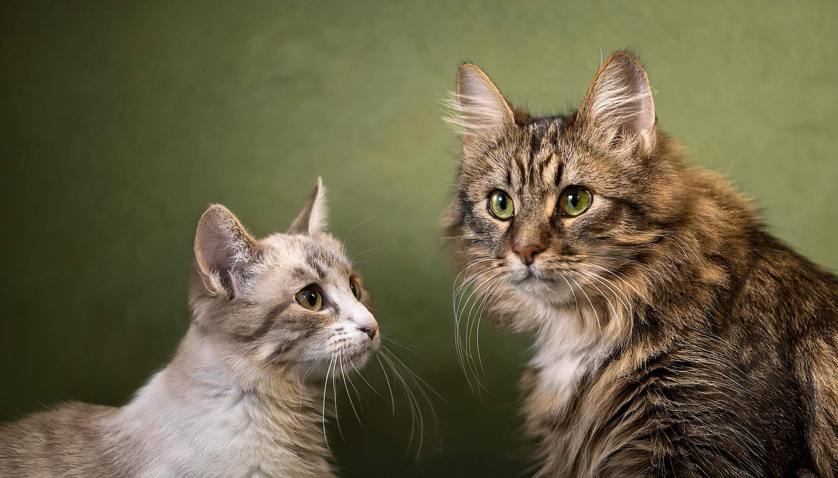 Wie Alt Ist Meine Katze Test Wie alt ist meine Katze? So findest du es heraus! – HeyFeli