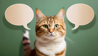 Die beliebtesten Namen für Katzen: Charmante Ideen für deine Samtpfote