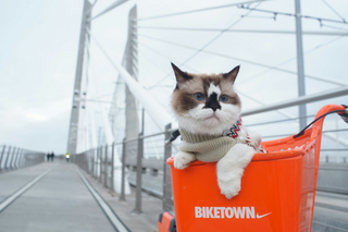 Die bekanntesten Katzen-Memes: Von Grumpy Cat bis Keyboard Cat