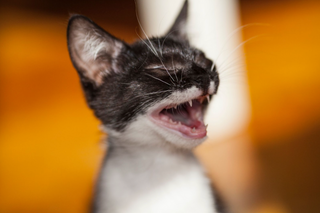 Husten bei Katzen: So gehst Du als Katzenbesitzer richtig damit um