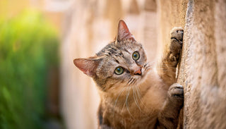 Kletterwände für Katzen: Ein Abenteuer-Paradies für deine Samtpfote