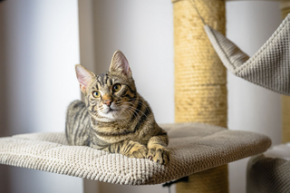 Was spricht für Katzen aus dem Tierheim? Der Wert einer Adoption