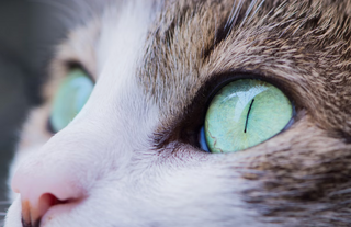 Gesunde Augen für deine Katze: Vermeiden und Behandeln von Bindehautentzündungen