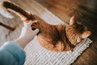 Blasenentzündung bei Katzen: Symptome, Ursachen und Behandlung