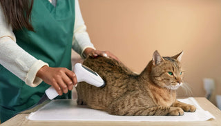 Was kostet das Chippen von Katzen? Alle Infos zu Kosten, Ablauf und Nutzen