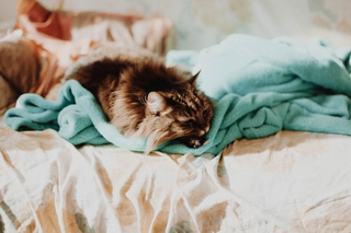 Katzen-Diabetes: Verhindere, dass Deine Katze leidet
