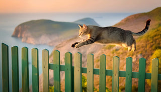 Wie hoch können Katzen springen? Faszinierende Fakten und Vergleiche