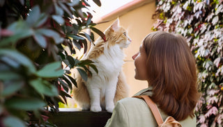 Katze entlaufen - was tun? Wichtige Schritte und Tipps, um deine Katze wiederzufinden