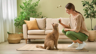 Kann man Katzen erziehen? Tipps und Tricks für eine harmonische Beziehung