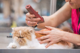 Flöhe und Zecken bei Katzen: Wie Du Deine Katze schützt und pflegst