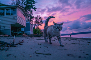 GPS Tracker oder Airtags für Katzen - Vor und Nachteile in Stadt und Land