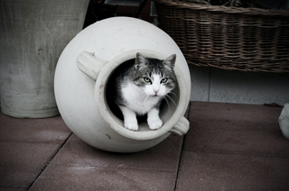 Welche Katzentoiletten gibt es? Ein Überblick über Unterschiede und Vorteile