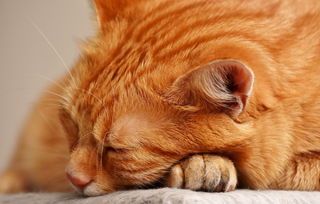 Hautprobleme und Hauterkrankungen bei Katzen: Wie Du Deinem Fellfreund helfen kannst