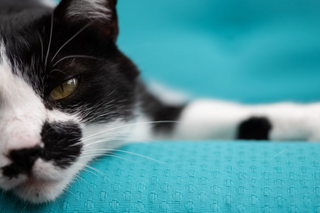 Katzenschnupfen: Wie Du Deiner Katze bei der Genesung helfen kannst