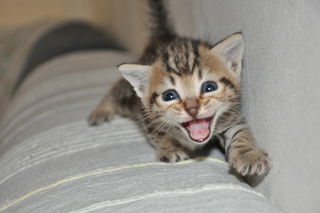 Deine Katze miaut ständig oder nachts - Was steckt hinter dem nächtlichen Konzert unserer Katzen?