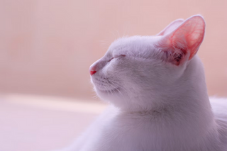 Ohrmilben bei Deiner Katze: Als Katzenbesitzer richtig handeln