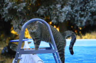 Können Katzen schwimmen? – Ein Tauchgang in die Welt der wasserliebenden Samtpfoten