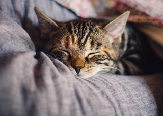 Schnarchen bei Katzen - Alles, was Du wissen musst, um Deinem schnarchenden Stubentiger zu helfen