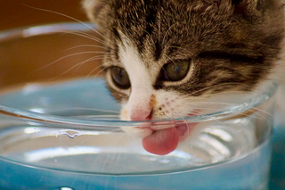 Sind Trinkbrunnen für Katzen sinnvoll? Alles über die Vorteile fließenden Wassers
