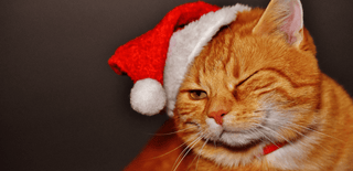 Katzen an Weihnachten – Tipps für eine stressfreie Festzeit