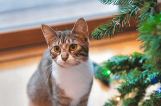 Katze und Weihnachtsbaum – Sicherheits-Tipps für die Festtage