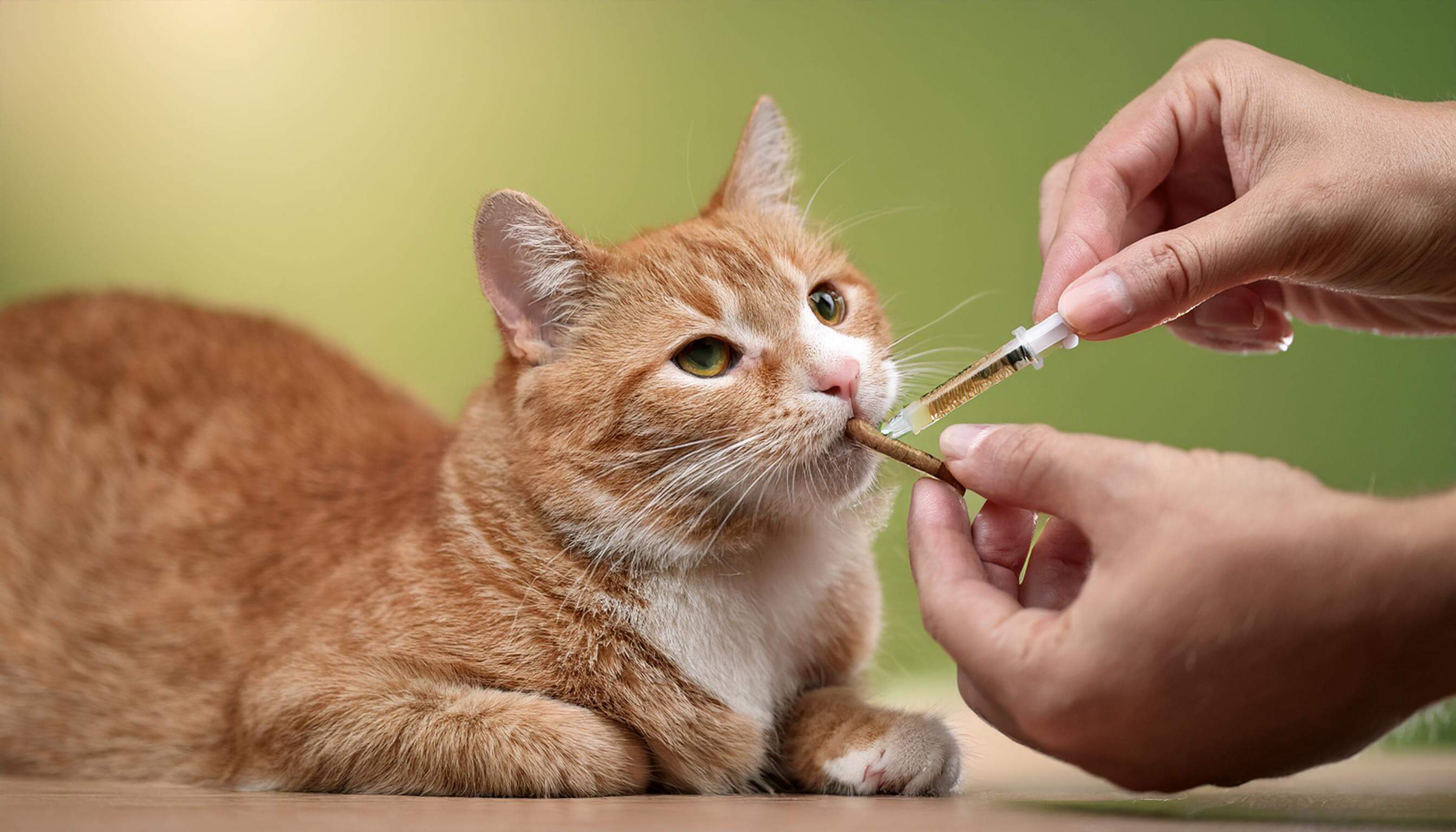 Wo Bekomme Ich Eine Wurmkur Für Katzen Her Welche Arten von Wurmkuren gibt es für Katzen? – HeyFeli