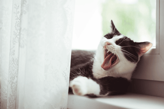 Zahnfleischentzündungen bei Katzen: Vorbeugung und Pflege für ein gesundes Katzenlächeln