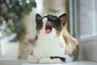 Die Bedeutung der Zahngesundheit: Wie Du Zahn- und Zahnfleischerkrankungen bei Deiner Katze verhindern und behandeln kannst