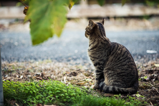 Die ältesten Katzen der Welt: Ein Blick auf langlebige Samtpfoten