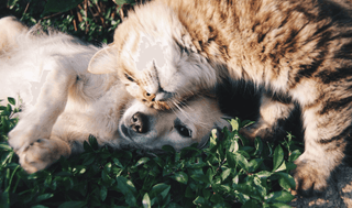 Katzen und Hunde: Ein harmonisches Miteinander – mit Liebe und Geduld