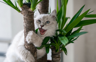 Worauf achten bei der Katzenvermittlung: Ein Leitfaden für verantwortungsbewusste Katzenliebhaber