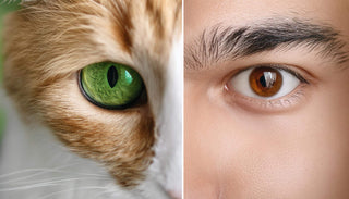 Was unterscheidet Katzenaugen von Menschenaugen?