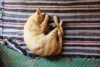 Katzenpension: Wichtige Kriterien für die Auswahl des perfekten Urlaubsdomizils für deine Katze