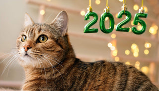 Katzentrends 2025: Die wichtigsten Entwicklungen für Katzenliebhaber
