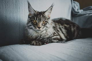 Rassenportrait: Maine Coon